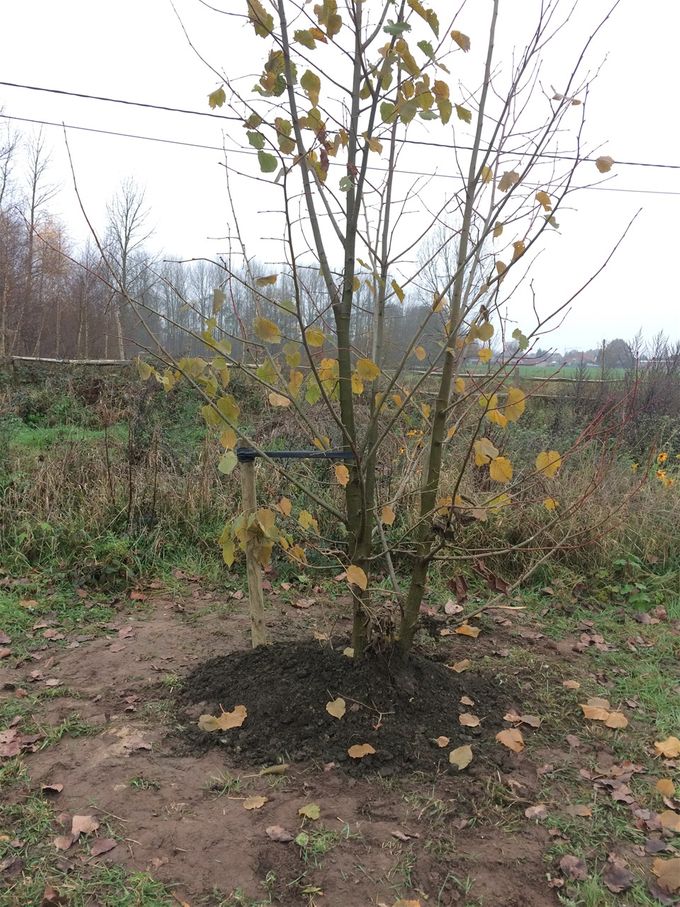 30 november 2020: Drie linden bij mekaar geplant zoals ze ook samen zijn opgegroeid