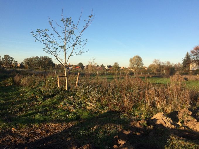 Walnotenboom die verplant is vanuit een tuin van sympathisant.