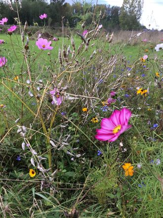 11 oktober 2020  -  Cosmea