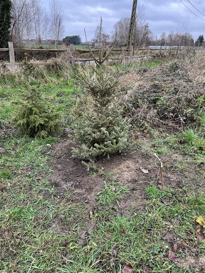 De eerste kerstspar van kerst 2020 heeft zijn plaatsje gevonden  -  5 januari 2021