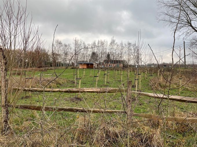Het aangeplante bosje  -  31 december 2020