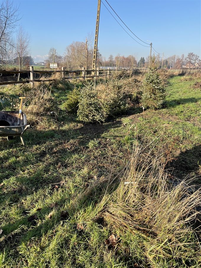 Drie kerstbomen hebben hun nieuwe woonplaats gekregen  -  9 januari 2021