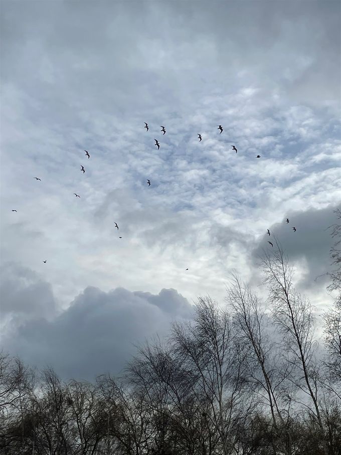 Meeuwen in mooie lucht boven 't Ebroekske  -  21 januari 2021