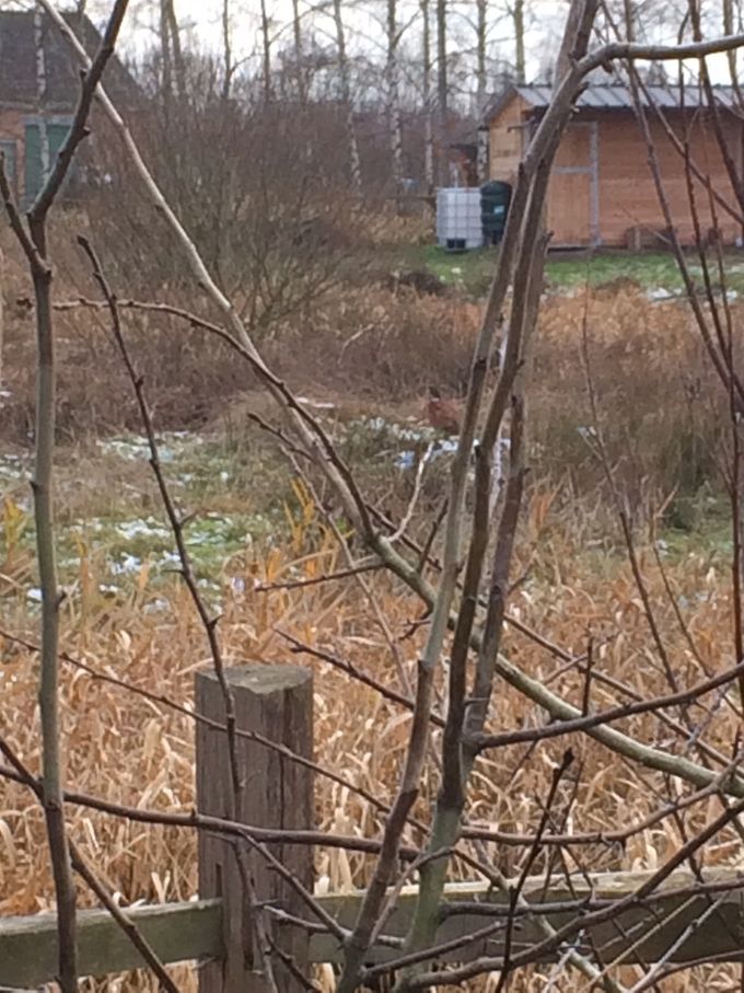 Een Fazant op wandel in 't Ebroekske en ja, er zijn betere foto's ... -  24 januari 2021