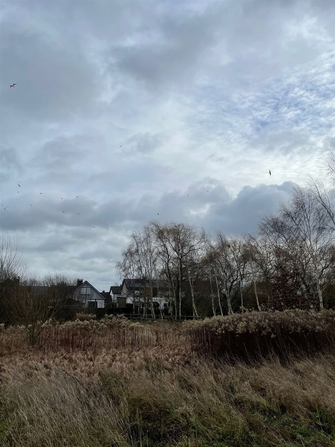 Prachtige wolken  -  21 januari 2021