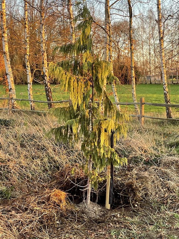 Ook deze Treurcypres kreeg een plaatsje...  -  18 december 2021