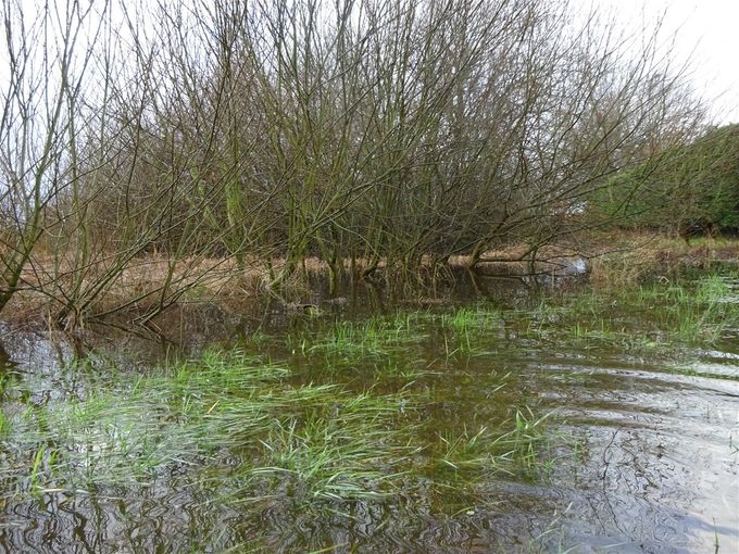Wilgenstruweel in bad  -  1 februari 2021