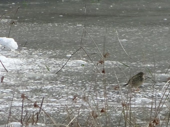 Graspieper gespot  -  14 februari 2021