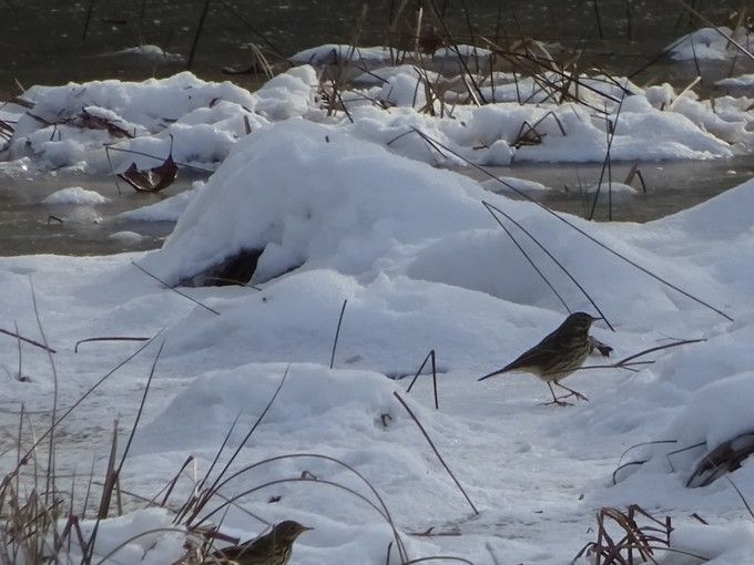 Graspiepers in de sneeuw  -  14 februari 2021