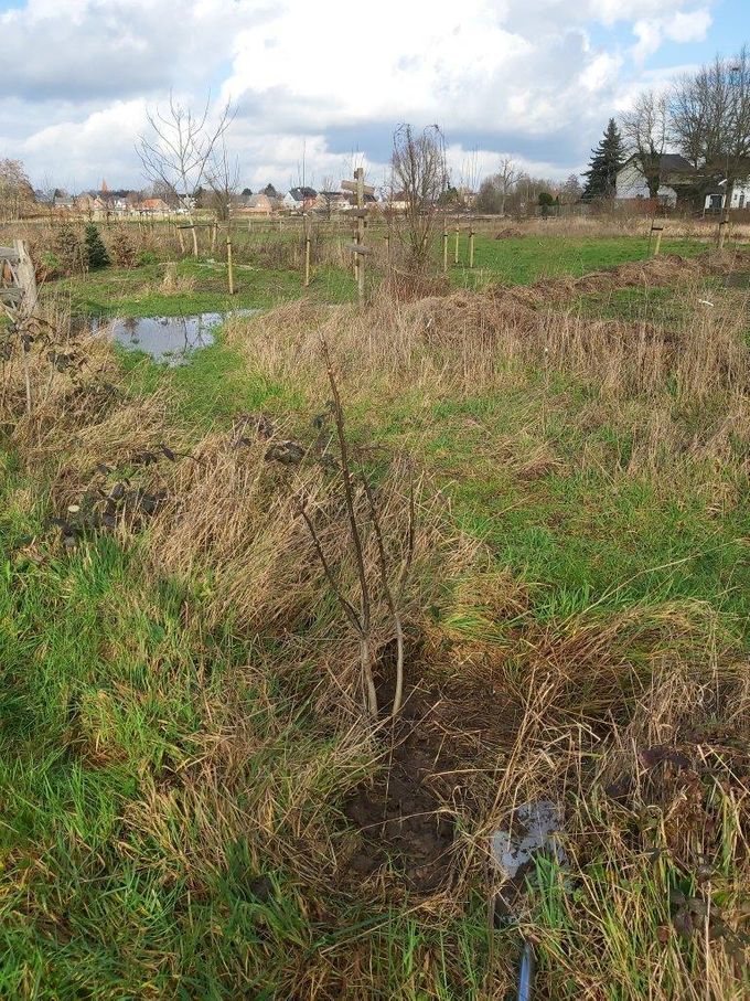 Een Walnotenboom in wording  -  5 februari 2021