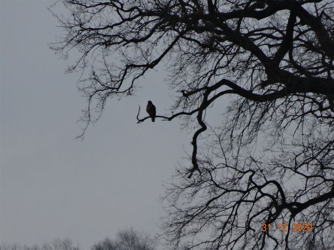 Buizerd in alle rust in buurt 't Ebroekske -  30 december 2020