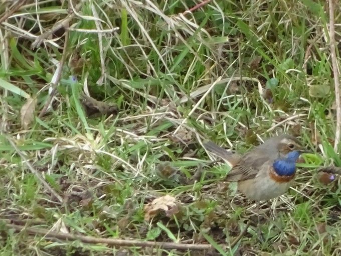 In de toekomst hopen we eveneens deze Blauwborst te spotten  -  22 maart 2021 (deze zat in 't Viersels gebroekt)