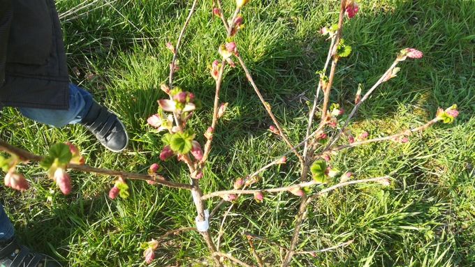 24 maart 2021  -  Ribes bloeit voor de eerste maal in 't Ebroekske