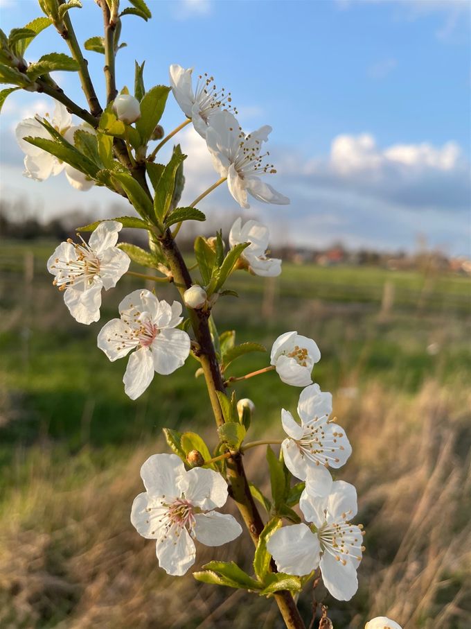 De eerste bloesem is daar, de Pruimenboom  -  27 maart 2021