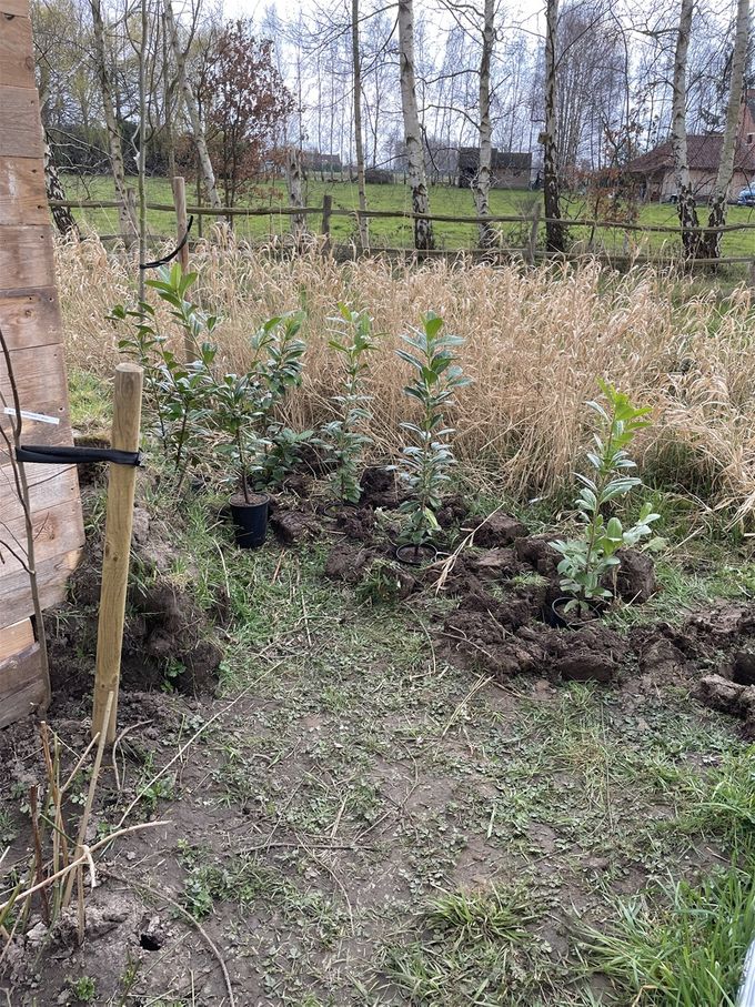 Aanplant enkele Laurierplanten voor dichte beschutting  -  29 maart 2021