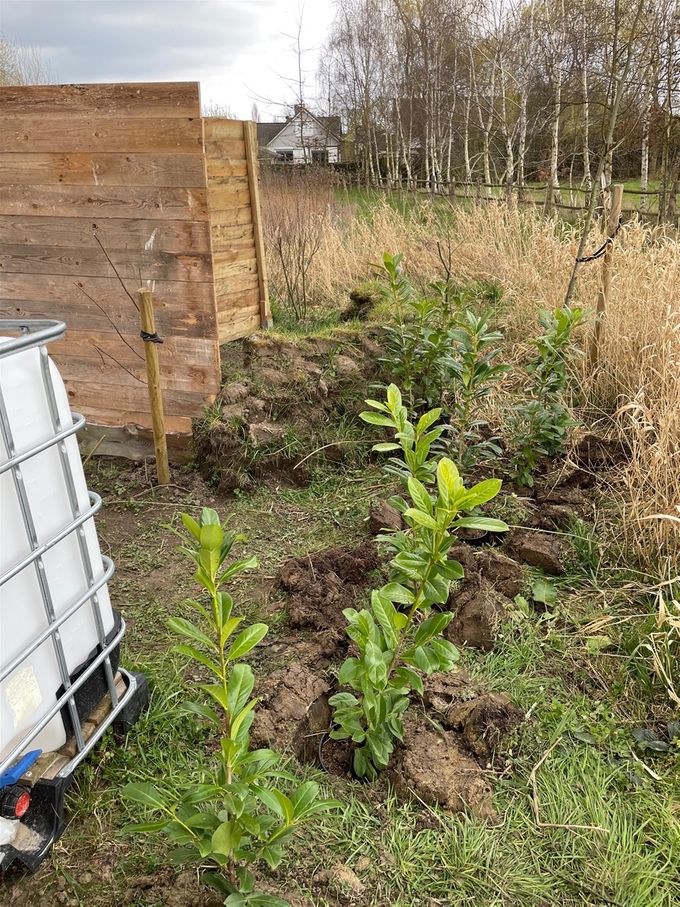 De Laurieraanplant achter de vogelkijkwand - 1 april 2021