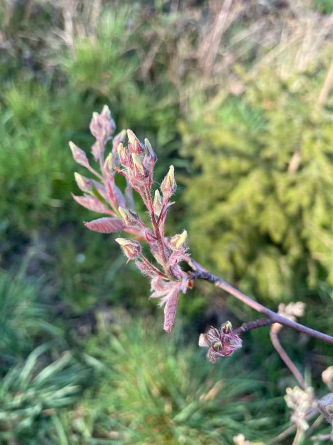 De witte bloempjes vab Krenteboompje staan klaar  -  3 april 2021
