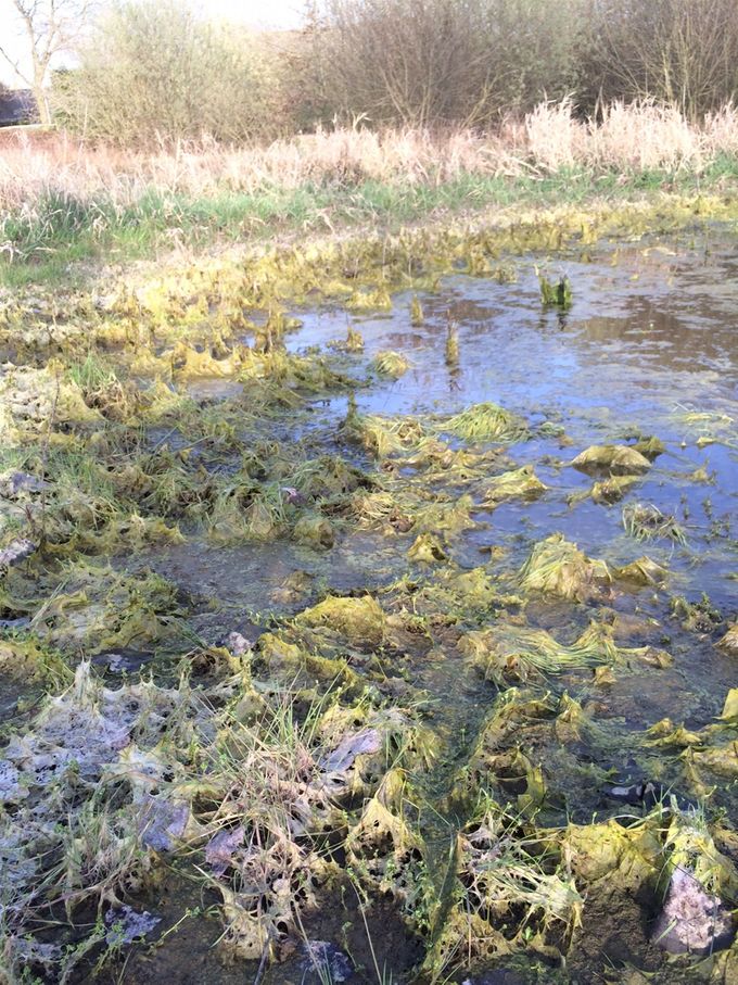 Nu het water zakt geven de draadalgen fraaie beelden  -  4 april 2021