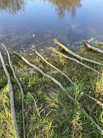 De knotten die in 't water liggen schieten wortel  -  4 april 2021