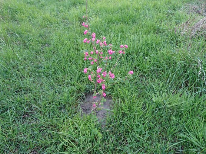 Ribes in volle bloei  -  13 april 2021