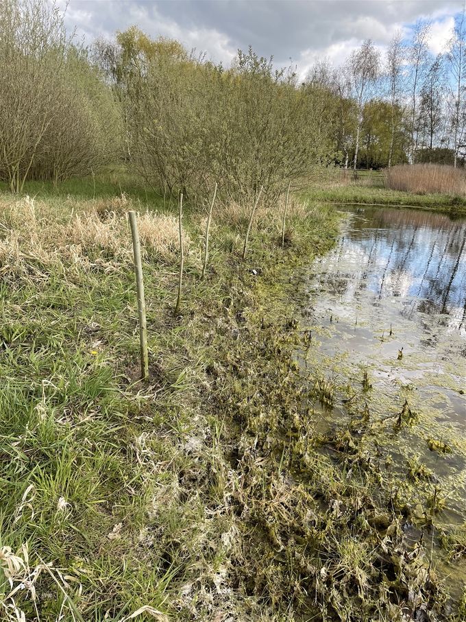 17 april 2021  -  Vijf knotwilgen geplant aan de poel... dd 14 april 2021