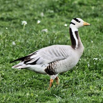 Indische gans