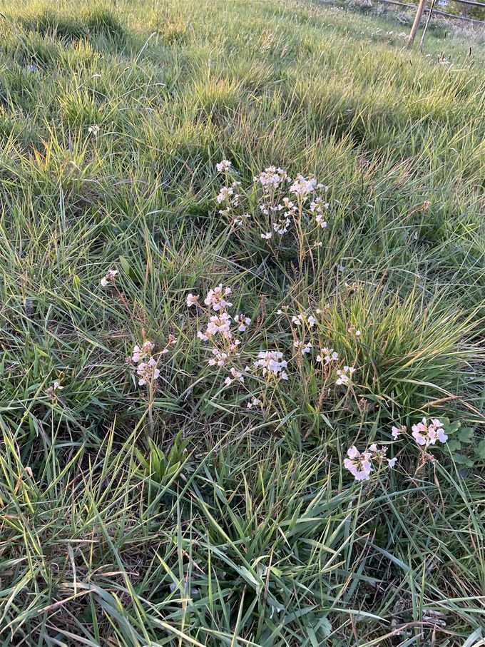 Pinksterbloemen volop dd 22 april 2021