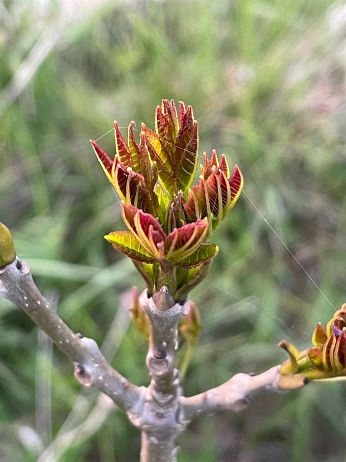 24 april 2021  -  Bloemknoppen springen open in spinrag geweven dd 22 april 2021