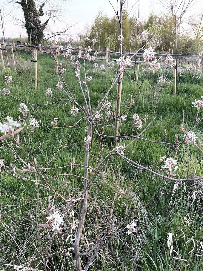Krenteboompje in bloei dd 23 april 2021