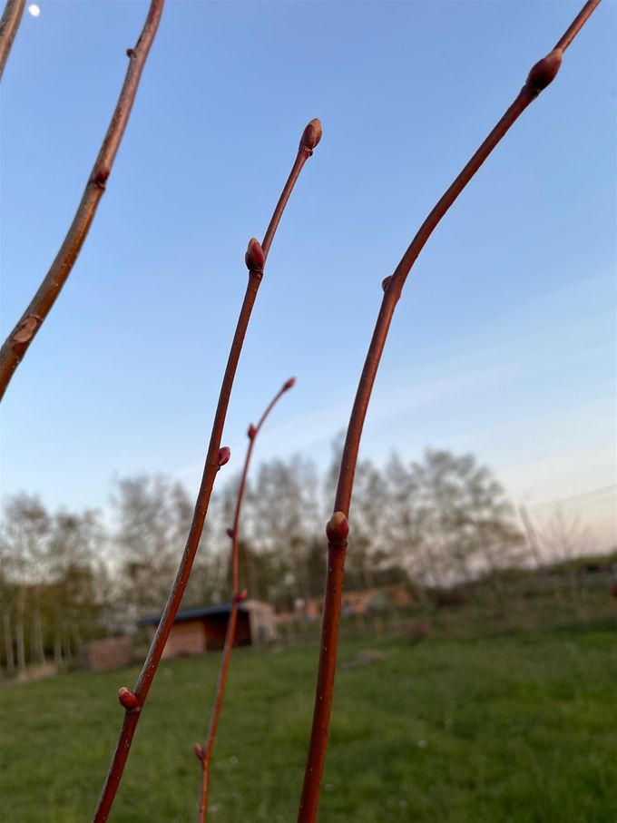 Knoppen van de Winterlinde beginnen te zwellen...  -  dd 22 april 2021