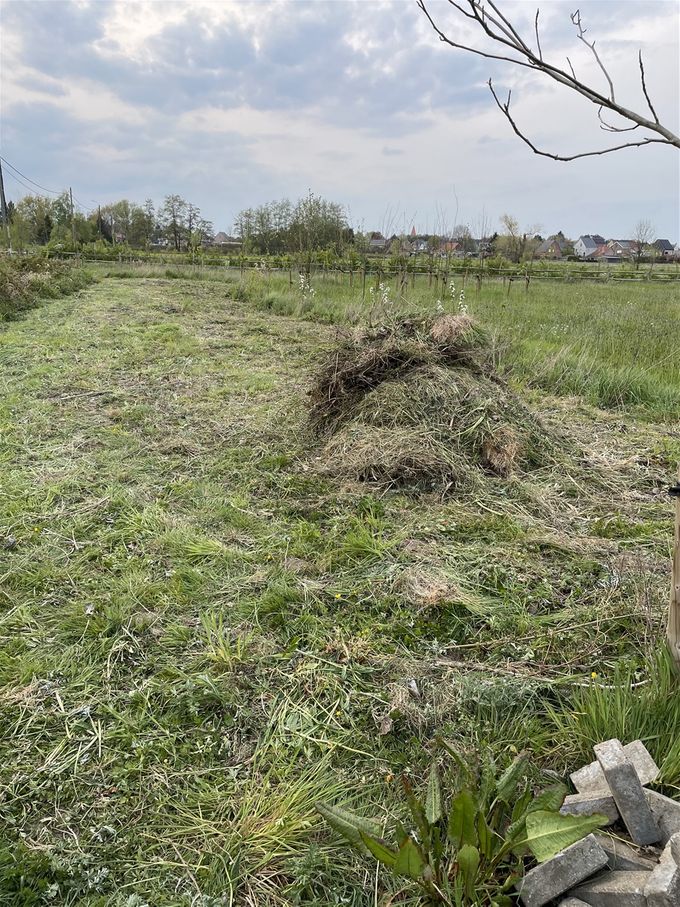 Het eerste hooi opgehoopt op het verhoogde bed waar de wildbloemen zullen worden gezaaid