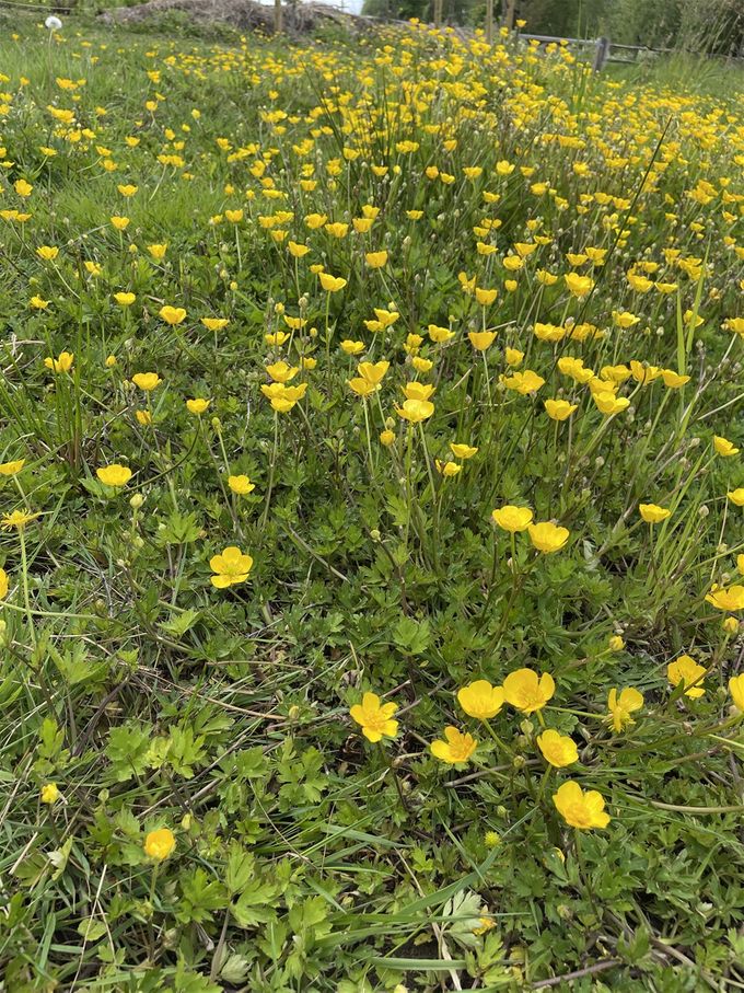 Kruipende boterbloem siert welig maar is een doorduwertje...