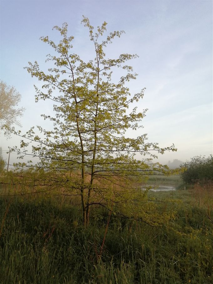 Moeraseik 's morgens vroeg (foto AM)