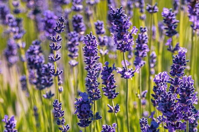 De mooie geurige Lavendel zal deze maand beginnen bloeien