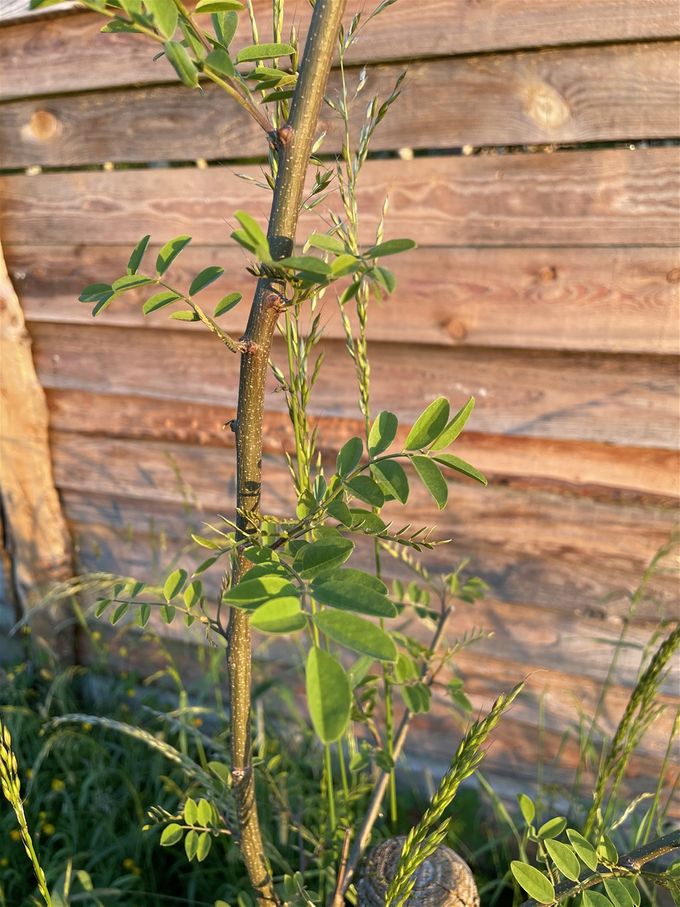 De Robinia pseudo acacia begint (eindelijk) uit te lopen,  een goed gevoel!