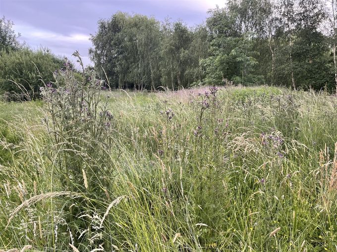 Speerdistels bijna in bloei, vlinders liggen al op de loer...