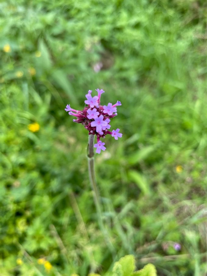 De enige Verbena die er groeit, hopelijk zaait hij zich uit...
