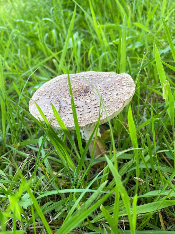 Parelamaniet gespot...