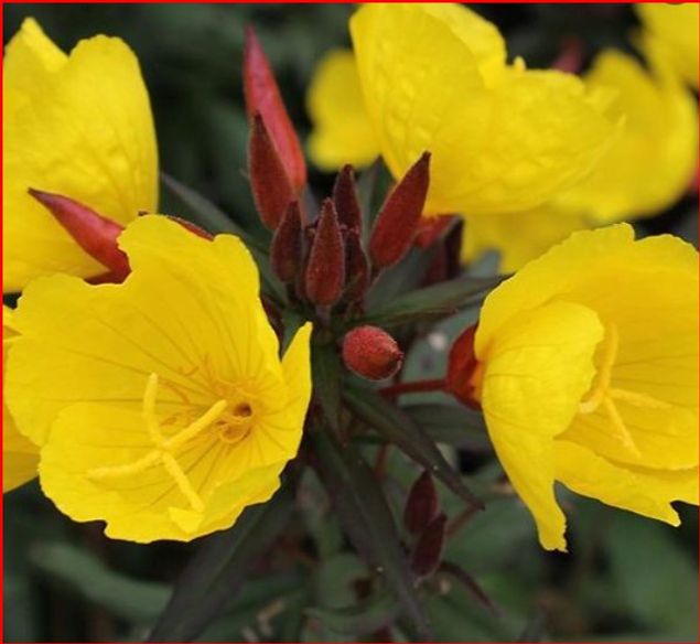 Teunisbloem mag zich uitzaaien...