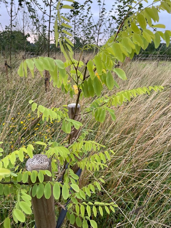 Acacia doet het goed...