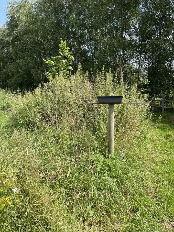 Grote brandnetel op de voedselrijke bodem rondom de houtmijt als waardplant voor vele vlinders...