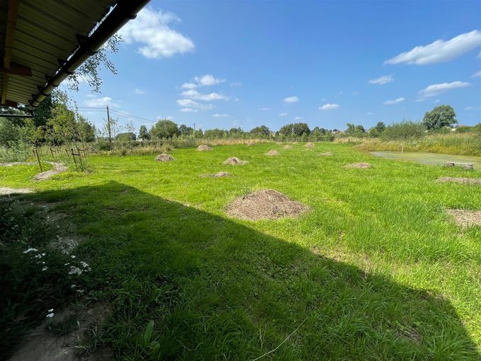 Gras groeit zienderogen...
