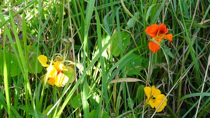 Oost Indische kers als snoepje... (foto CdC)