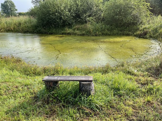 Sporen van Waterhoen, een nieuwe waarneming !