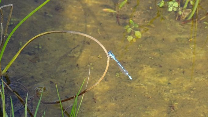 De Waterjuffer (wellicht een Watersnuffel) gespot aan de poel...