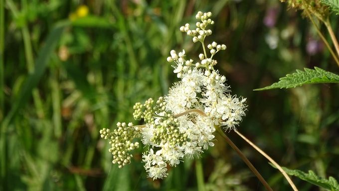 Prachtige bloem van Moerasspirea (foto CdC)