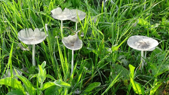 Er zijn ook paddenstoelen in de zomer... (foto CdC)