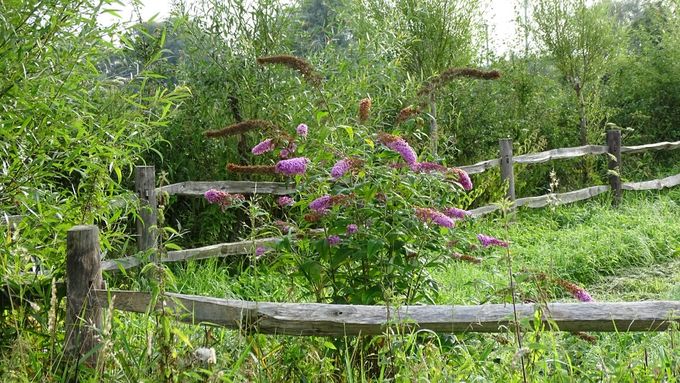 Vlinderstruik in een hoekje... (foto CdC)
