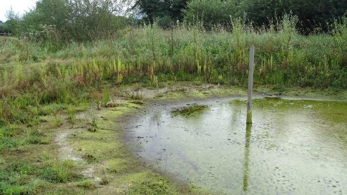 En zakken maar... de eerste draadalgen verdrogen aan de kant en geven eerste groene voedingsbodem...     (foto CdC)