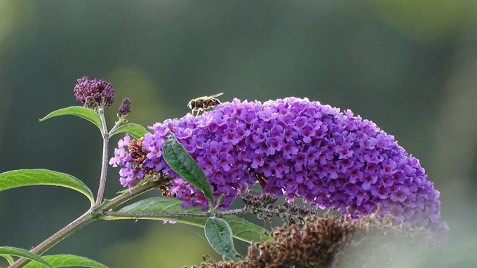 Altijd leven op de Buddlea... (foto CdC)